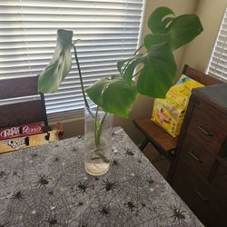 Monstera 