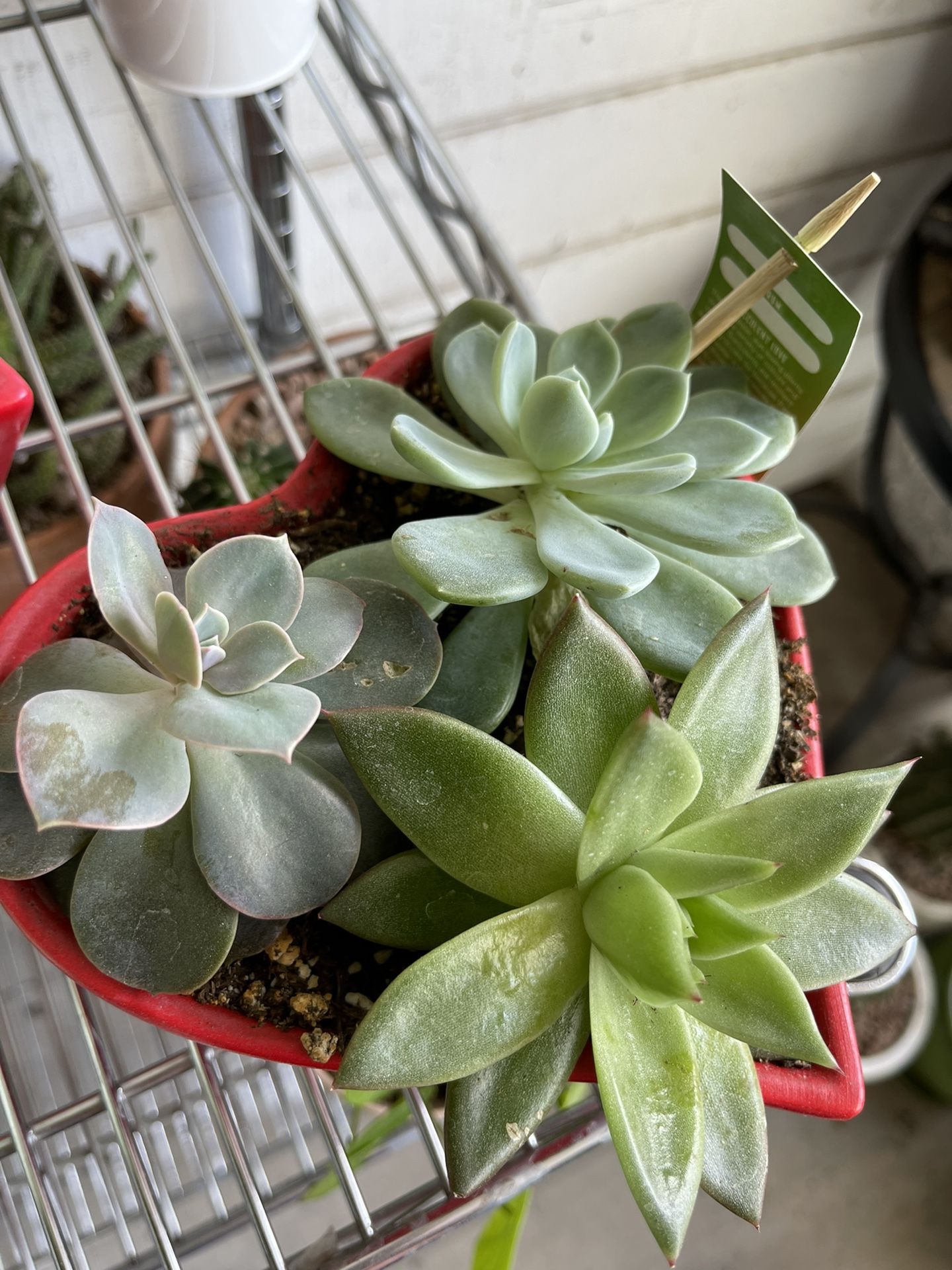 Succulent 