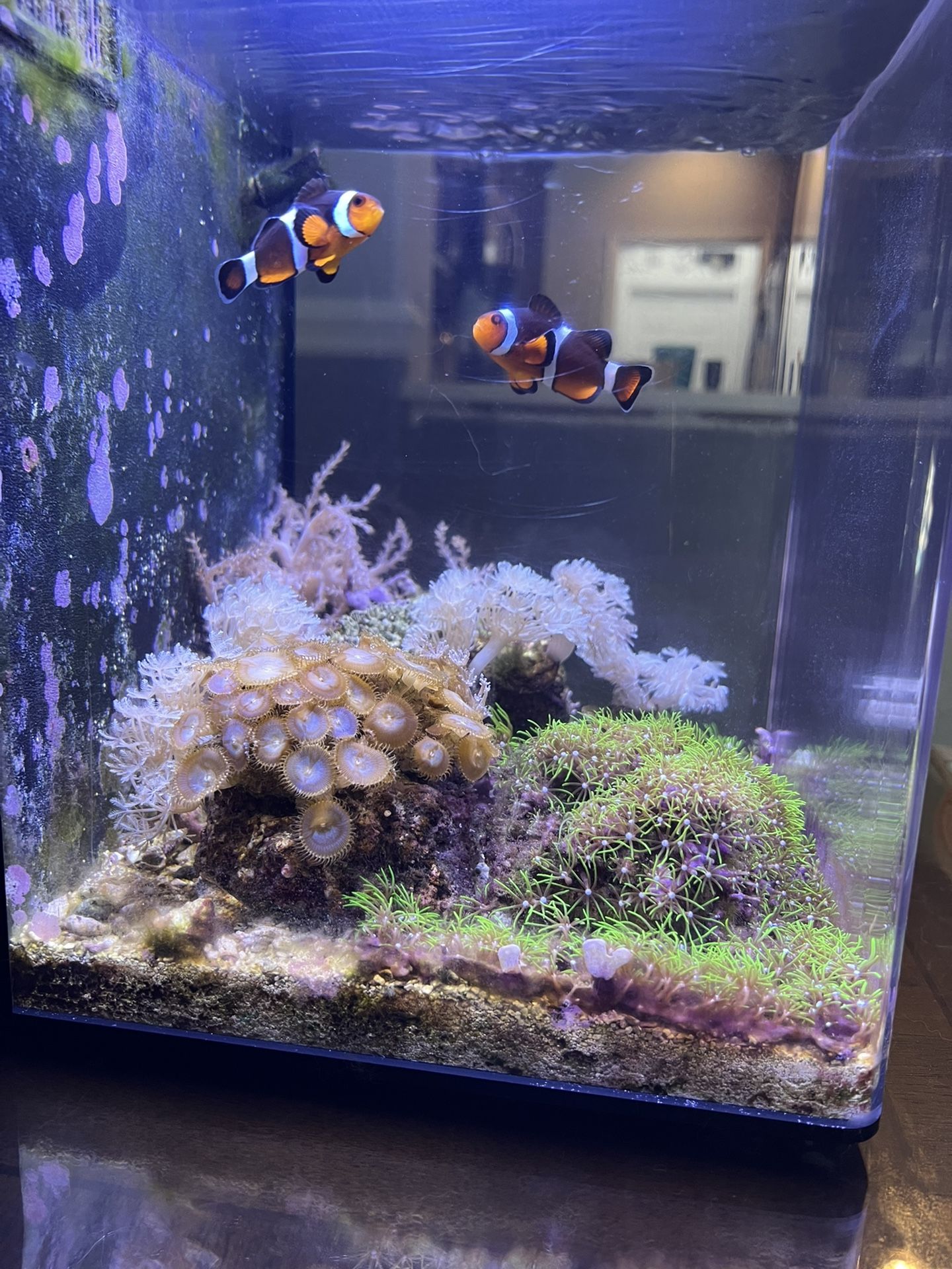 10 Gallon Nano Reef AIO With Everything