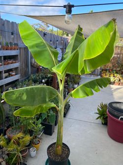 Banana plant