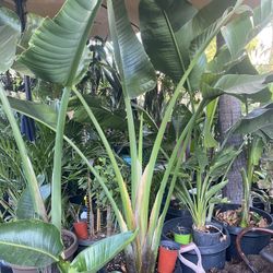 Bird Of Paradise $$56 each