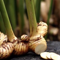 Galangal/ Thai Ginger Live Plant