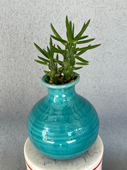 Small Cacti In Cute Pot