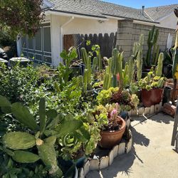 Cactus-All Different Sizes