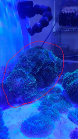 Reef tank