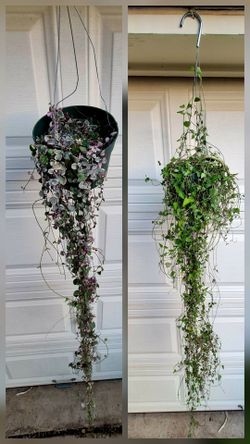 Varigated String Of Hearts Plant & String of Spades Plant