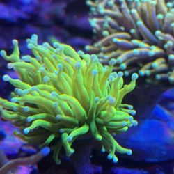 Coral Ornaments Fake