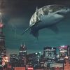 Shark City Motors