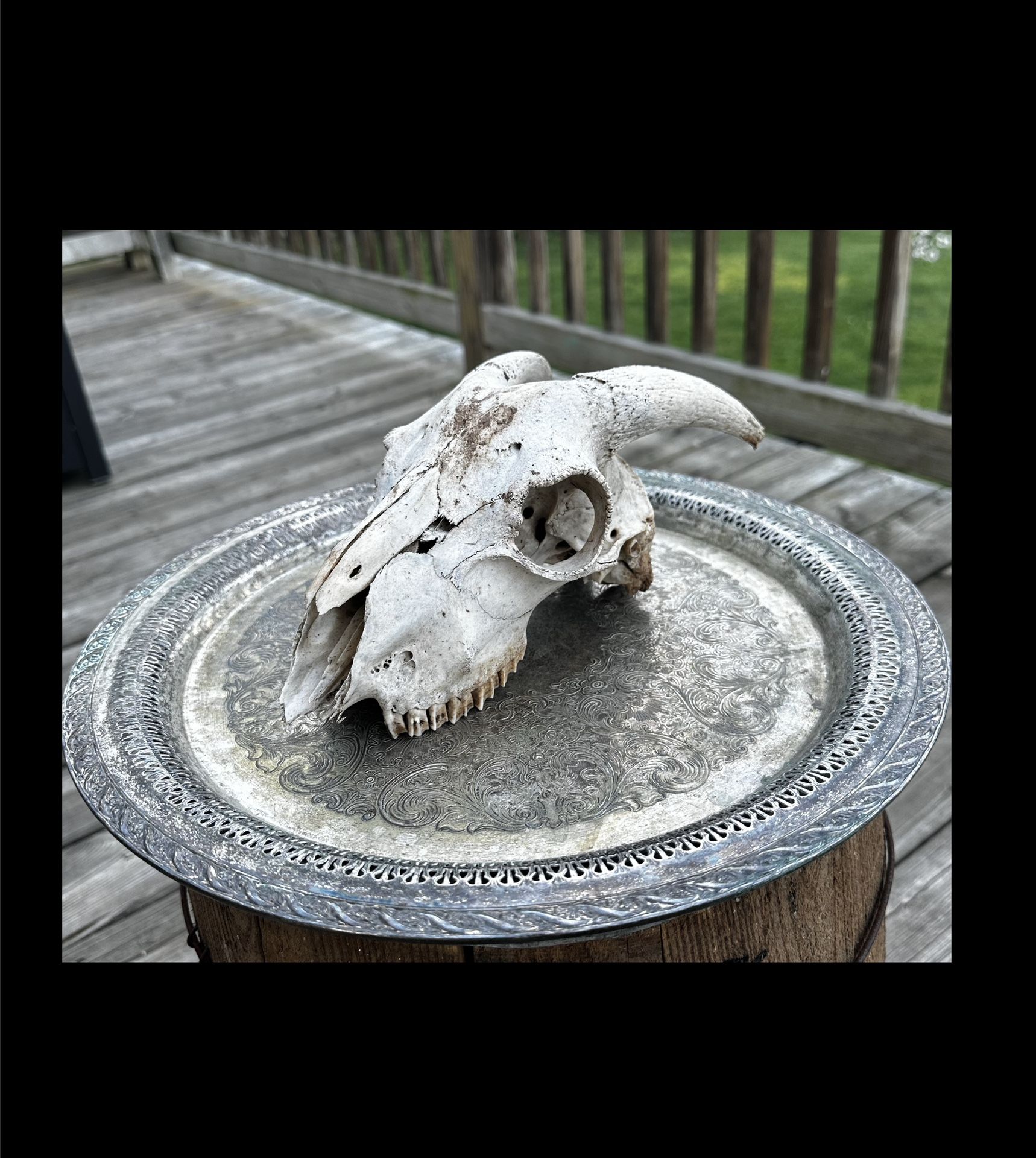 Goat Skull Found in WV Graveyard Taxidermy Oddities