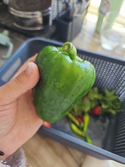 Bell pepper organic🫑Plant