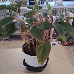 Beautiful And Healthy Asian Evergreen Indoor House Plant