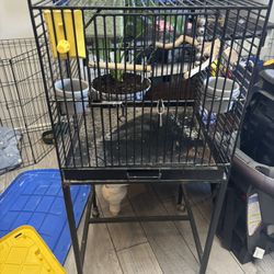 Bird Cage 