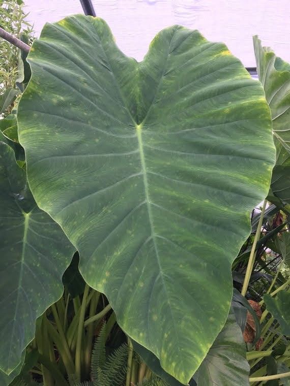 Elephant ears bulb/root. Ears get to 2+ feet in size