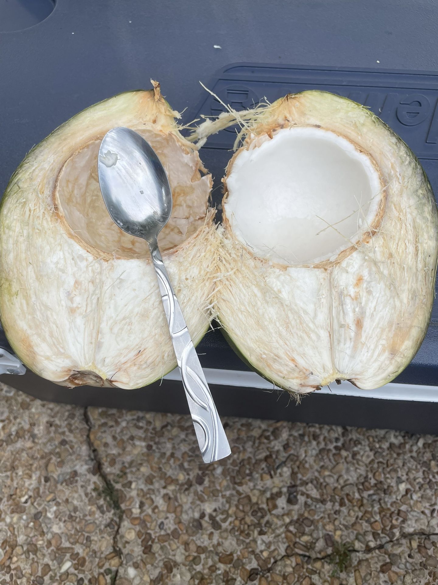 Coconut Plant