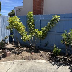 FREE 7 foot Gold Capella Schefflera Arboricola Dwarf Umbrella Tree (PLEASE READ WHOLE AD)