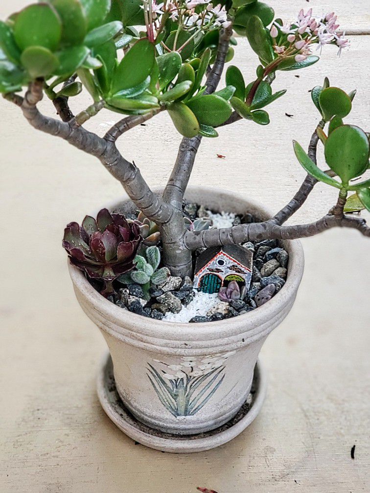 Succulent Arrangements Gifts Indoor And Outdoor Plants For Home Or Office