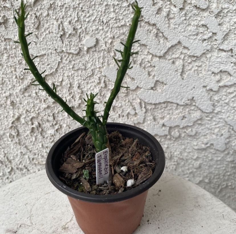 3 Inch Pot Rare Succulent Plant - Medusa Head - Euphorbia Flanaganii - Drought Resistant - Ground Covering Succulent - Yellow Flowers 🪴