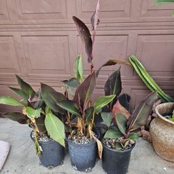 Young Banana Trees. Plumerias. Cannas. It's Available!