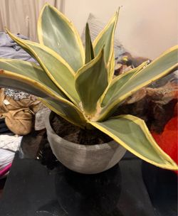 Indoor plant with pot
