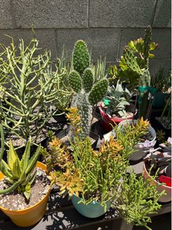 A Variety of Succulent Plants at $10.00 Each
