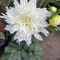  Dhalia Xtra Big Flowers Plant? In 5 Gallóns Pot Pick Up Only