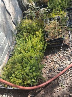 Ground cover plants trays 10 each