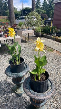 Canna Lillies