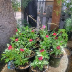 Vinca Plants 