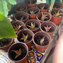 Miniature Pineapple Plants $1 Each