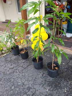 Mango Trees ! Soursop Tree ! Aloe Plant !! 