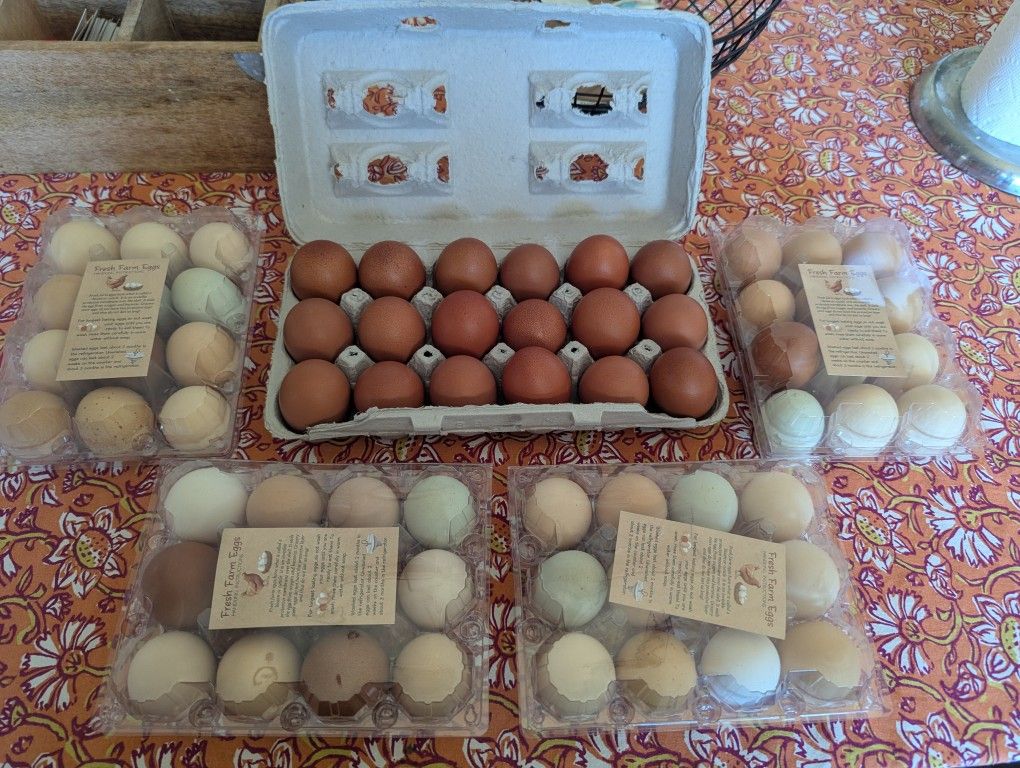 Farm Fresh Organic Eggs