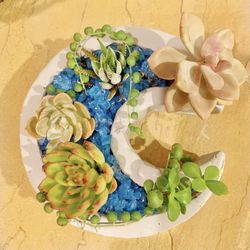 Concrete Moon Planter With Real Succulents