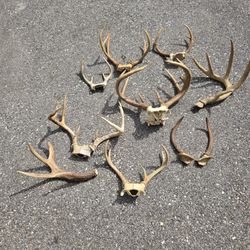 Whitetail Deer Antler Lot