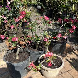 Rose Of Dessert