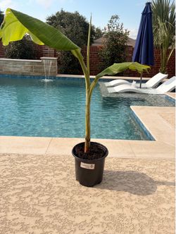 Banana trees