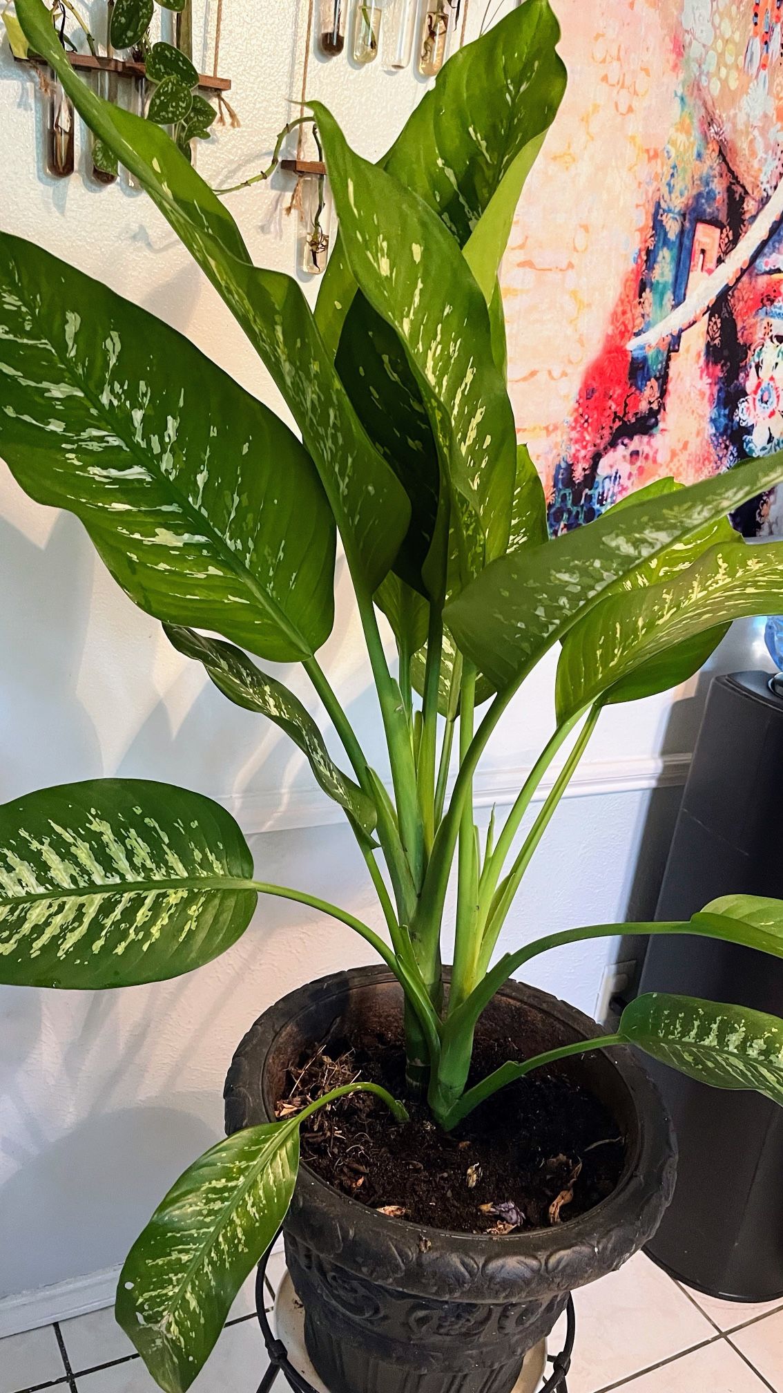 Dieffenbachia In Decorative Pot
