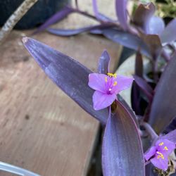 Purple Hearts Succulents 