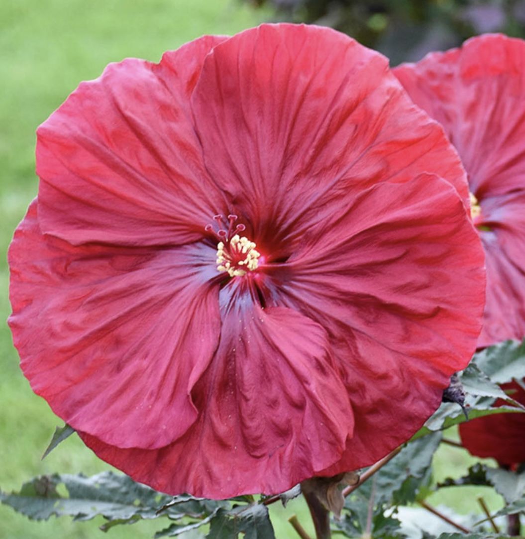 Blackberry Merlot Hardy Hibiscus 