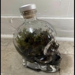 Skull Terrarium