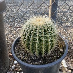 Golden Barrel Cactus