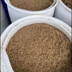 Wet Barley Livestock Feed 