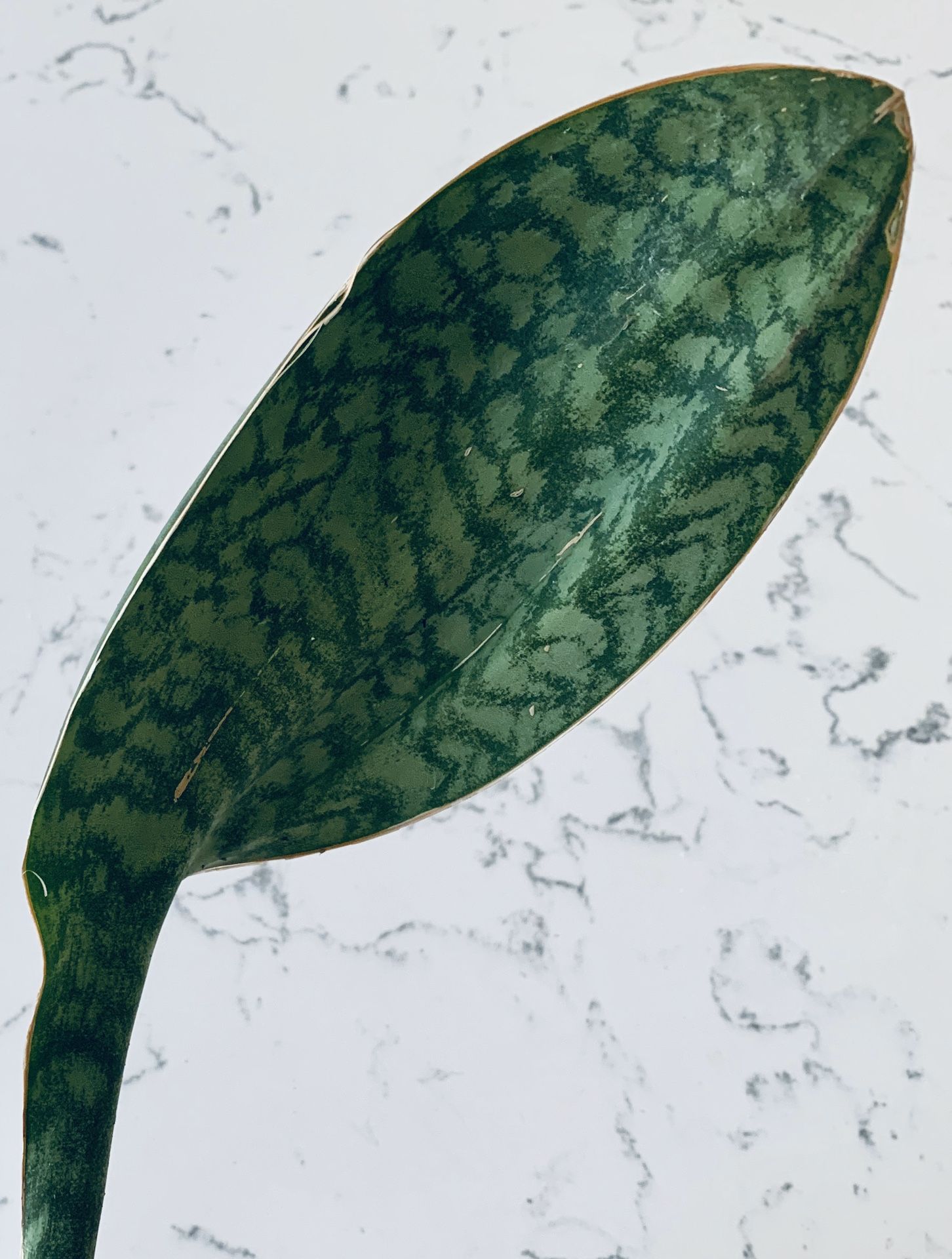 Sansevieria Masoniana “Whale Fin” Plant