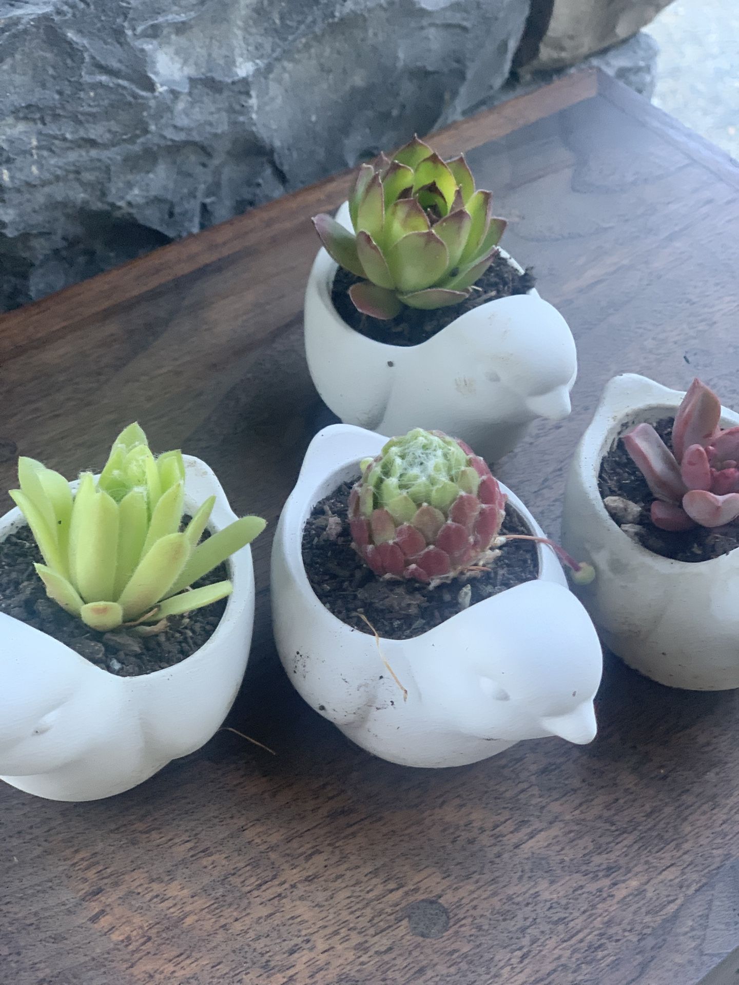 Succulent in a bird cement pot seven dollars per pot