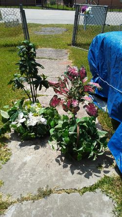 $10.00 Each. FIVE ARTIFICIAL FLOWERS. SOME HAVE SOLD.