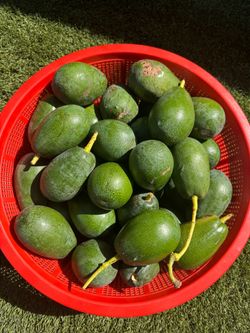 Organic Mexican avocados 🥑 2 for $1.40