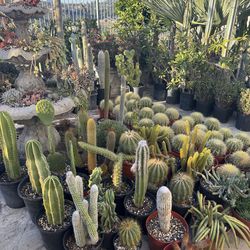 Wide variety of cactus and succulents plants