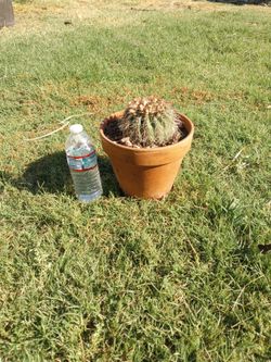 Pequeño Cactus En Maceta De Barro.