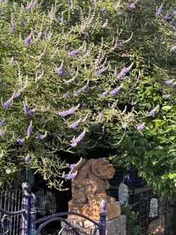 Vitex agnus-castus.   Chaste Tree or Monk’s Pepper Tree