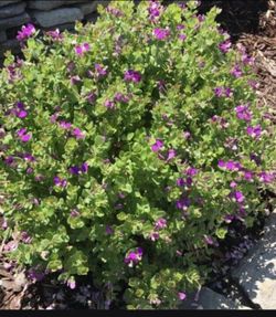 Evergreen Sweet Pea Shrub Seedlings