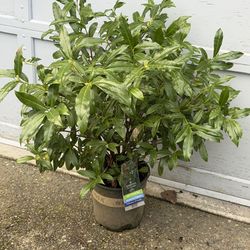 Sweet osmanthus fragrant Perenial